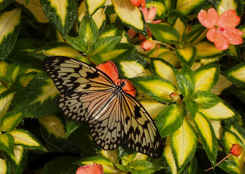 THE CREATION OF A CINCINNATI TRADITIONTHE BUTTERFLY SHOW College